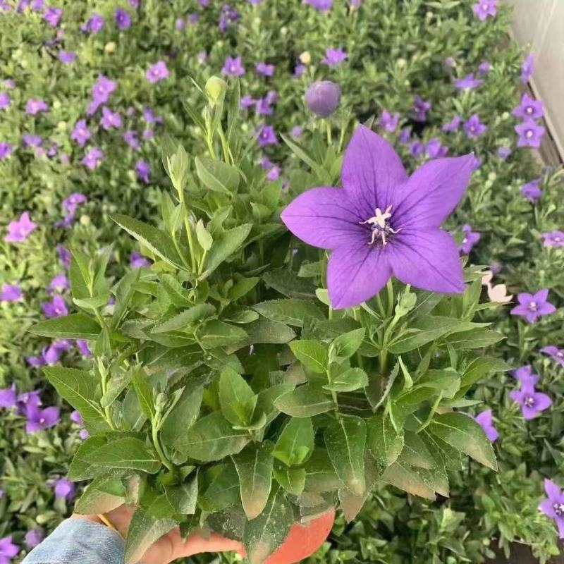 洋桔梗花苗中华桔梗盆栽室内阳台窗台鲜花植物带花苞多年生