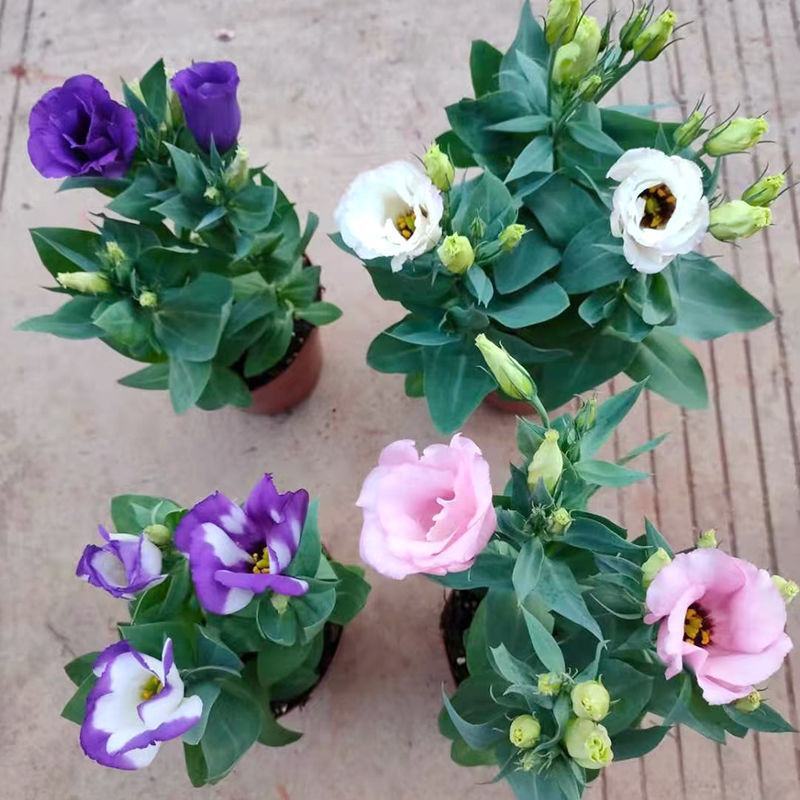 洋桔梗花苗中华桔梗盆栽室内阳台窗台鲜花植物带花苞多年生