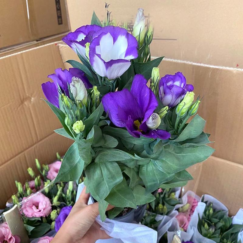 洋桔梗花苗中华桔梗盆栽室内阳台窗台鲜花植物带花苞多年生