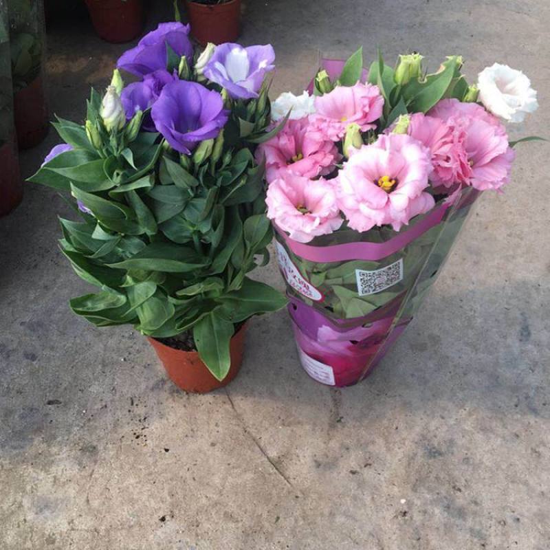 洋桔梗花苗中华桔梗盆栽室内阳台窗台鲜花植物带花苞多年生