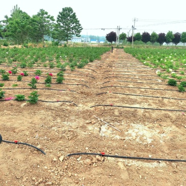 农用贴片滴灌带直径16MM滴灌微喷滴灌带出水均匀