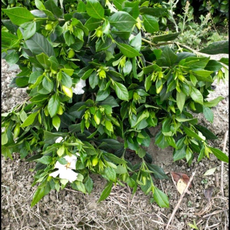 栀子花/大栀子花/小栀子花/四季栀子花苗/栀子/黄栀子