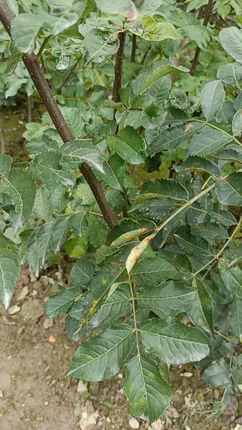 大量供应甘肃陇南嫁接无刺花椒树苗