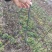 大量供应甘肃陇南嫁接无刺花椒树苗