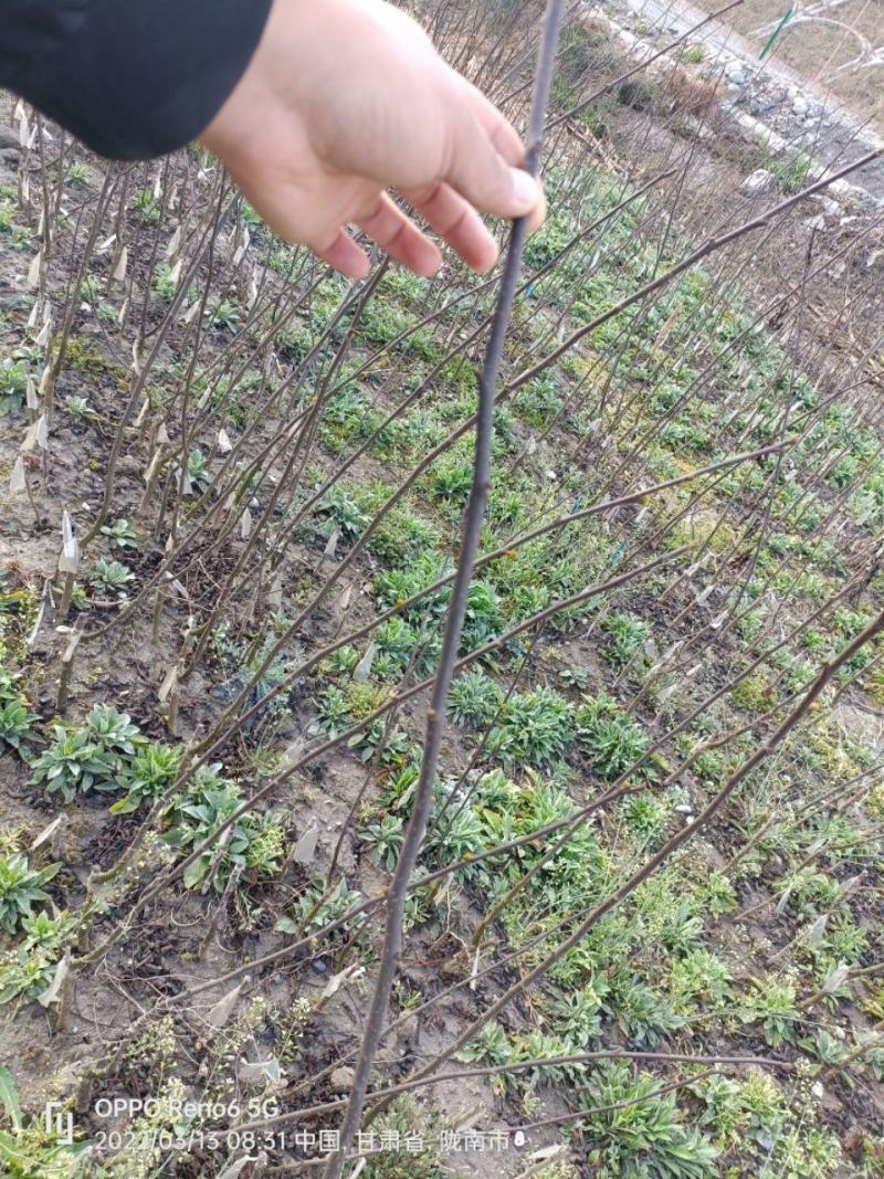 大量供应甘肃陇南嫁接无刺花椒树苗