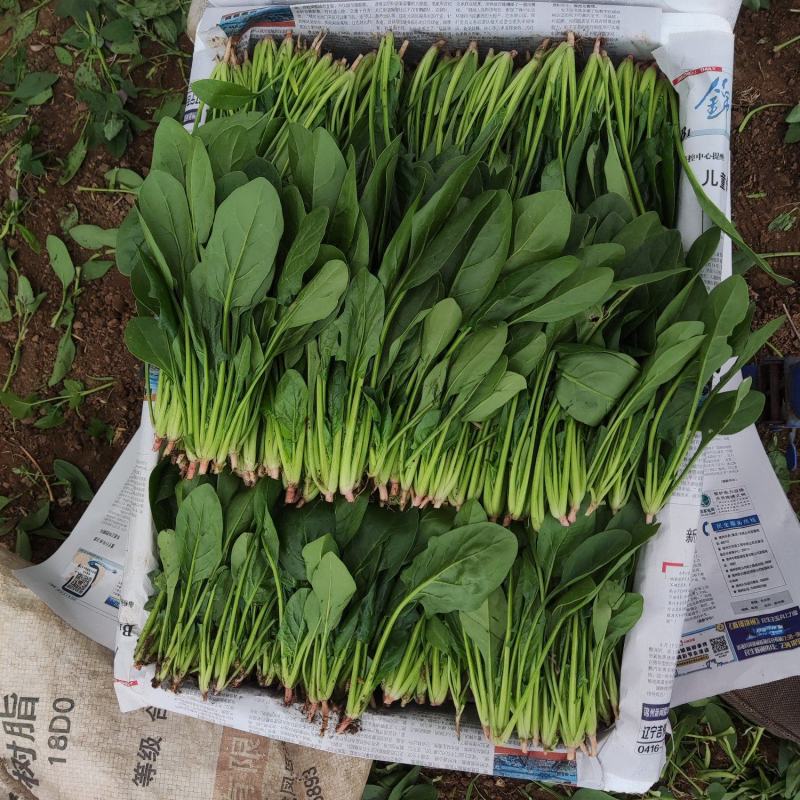 凌海菠菜