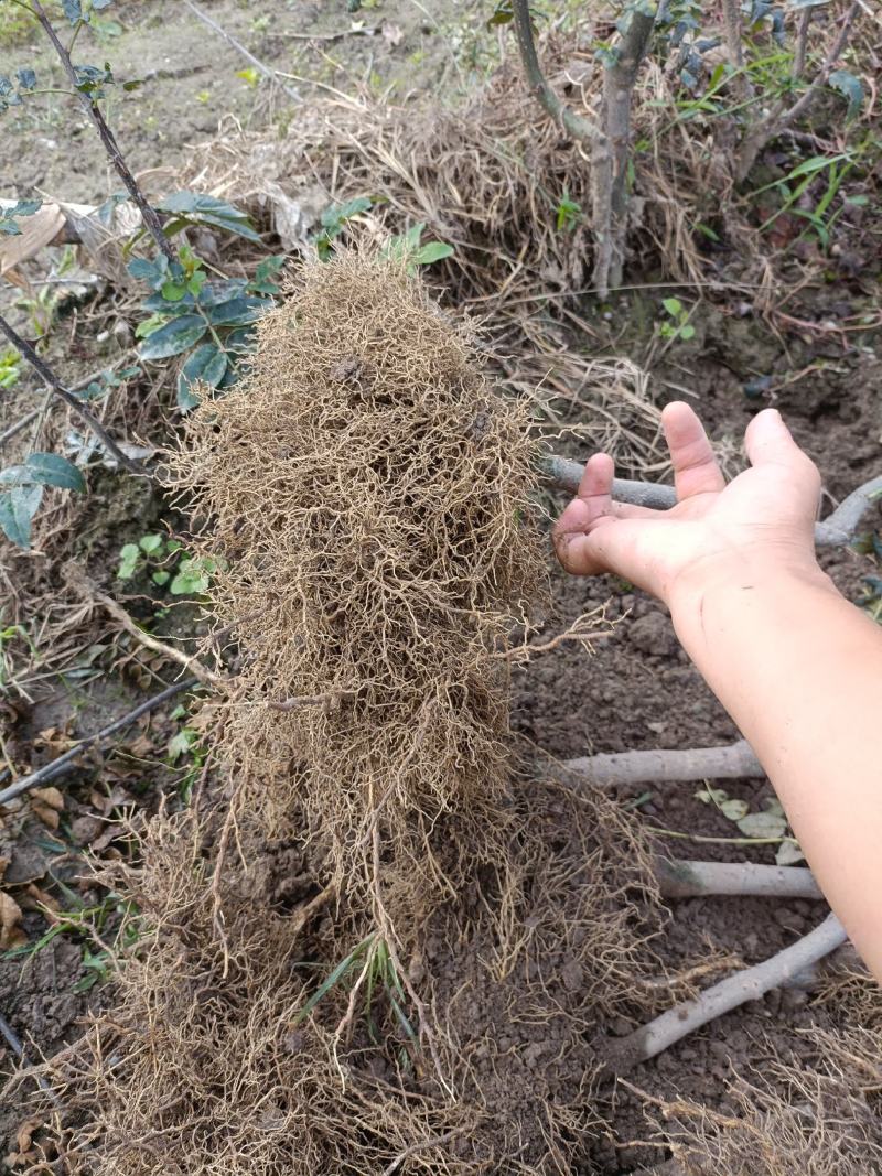 大量供应甘肃陇南嫁接无刺花椒树苗