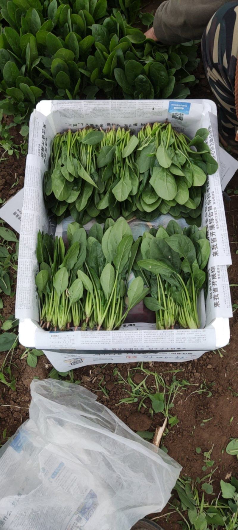 凌海菠菜