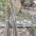 大量供应甘肃陇南嫁接无刺花椒树苗