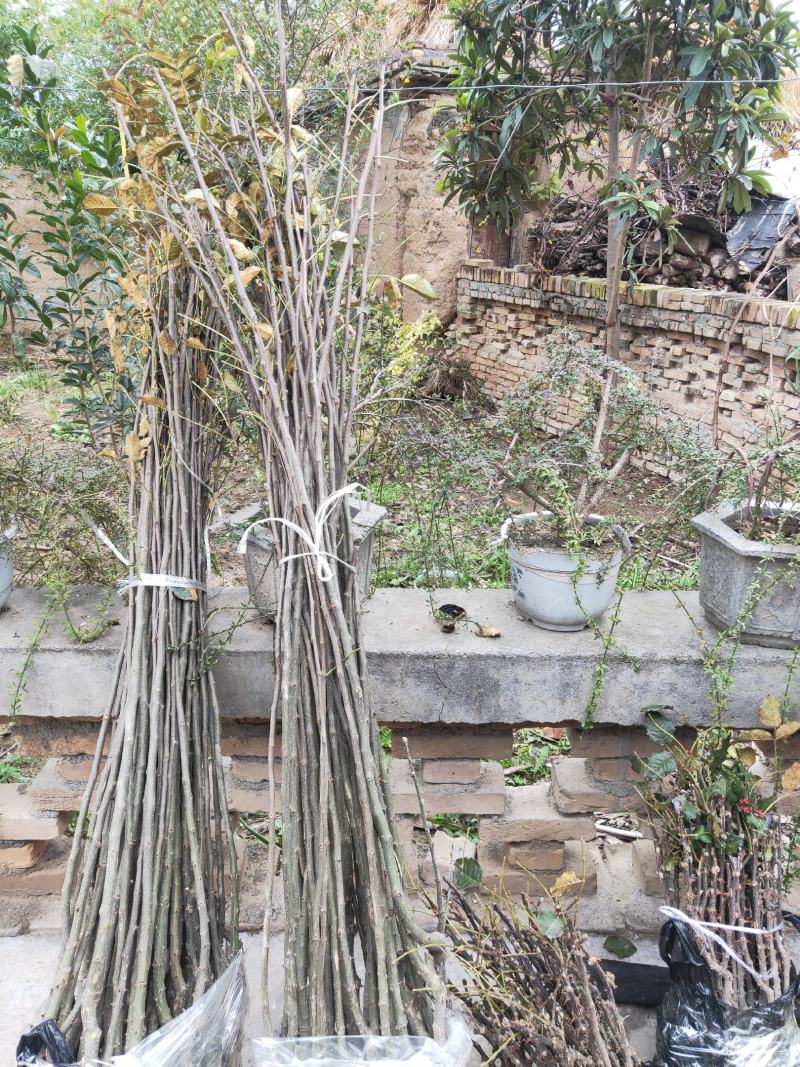 大量供应甘肃陇南嫁接无刺花椒树苗