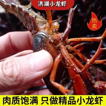 洪湖清水小龙虾肉质饱满量大从优，可视频看货选货