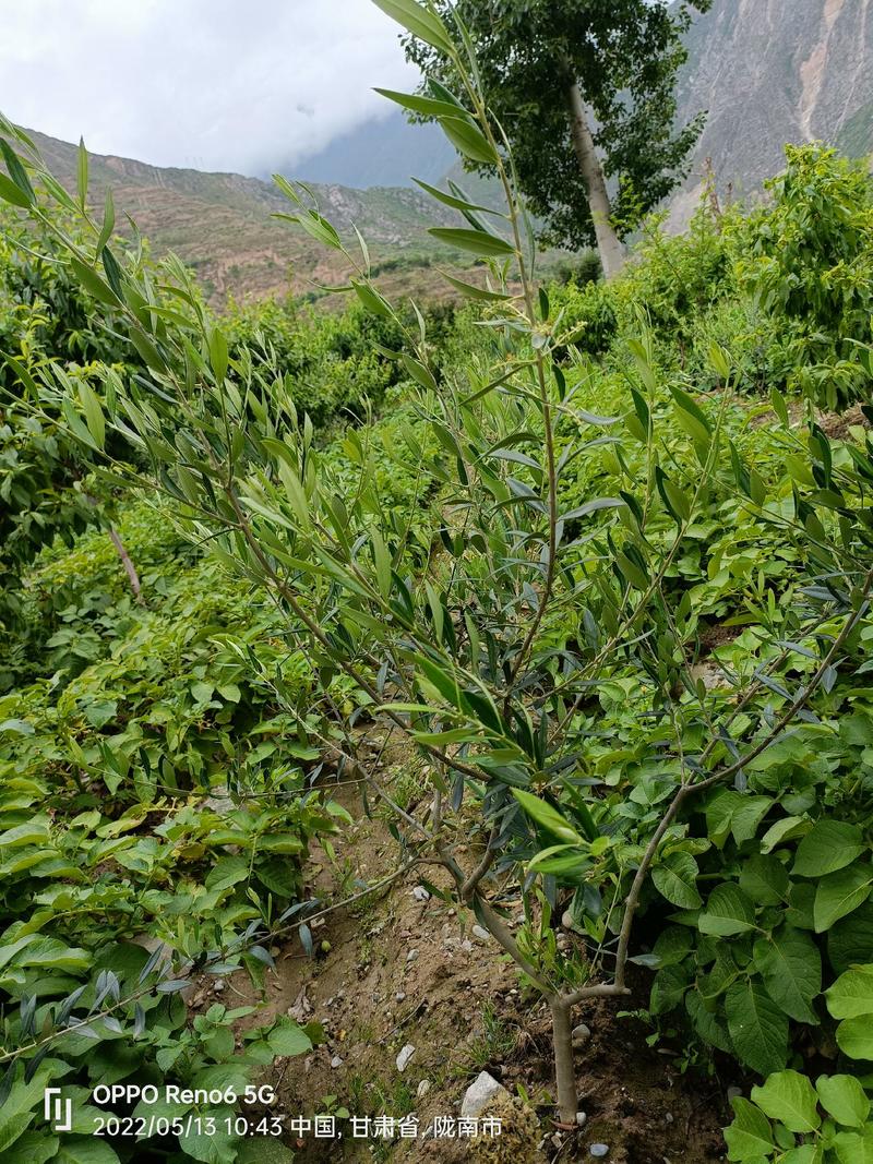 大量供应盆栽油橄榄挂果树