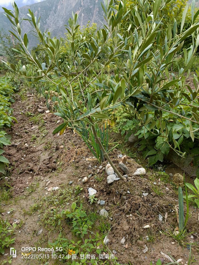 大量供应盆栽油橄榄挂果树