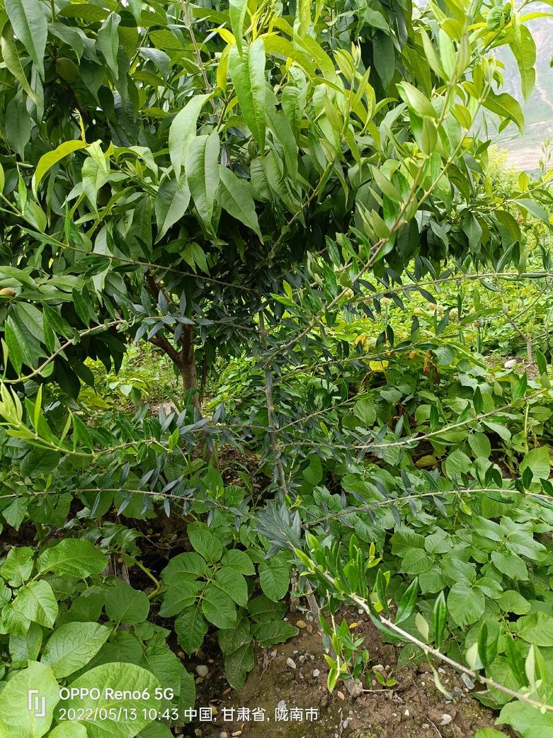 大量供应盆栽油橄榄挂果树