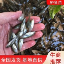 加州鲈鱼苗～鲈鱼苗～鲈鱼水花～优鲈1号鱼苗～优质种苗基地