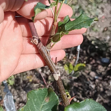 供应甘肃省陇南市嫁接无刺大小花椒树苗量大优惠