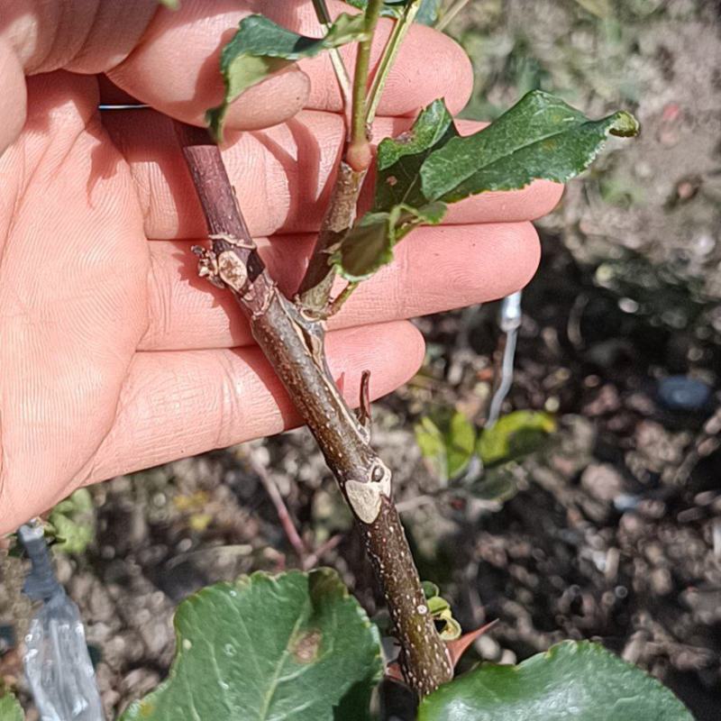 供应甘肃省陇南市嫁接无刺大小花椒树苗量大优惠