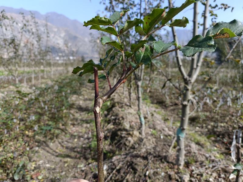 供应甘肃省陇南市嫁接无刺大小花椒树苗量大优惠
