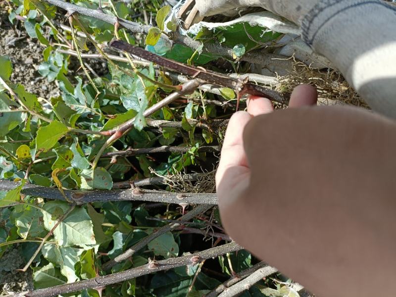 供应甘肃省陇南市嫁接无刺大小花椒树苗量大优惠