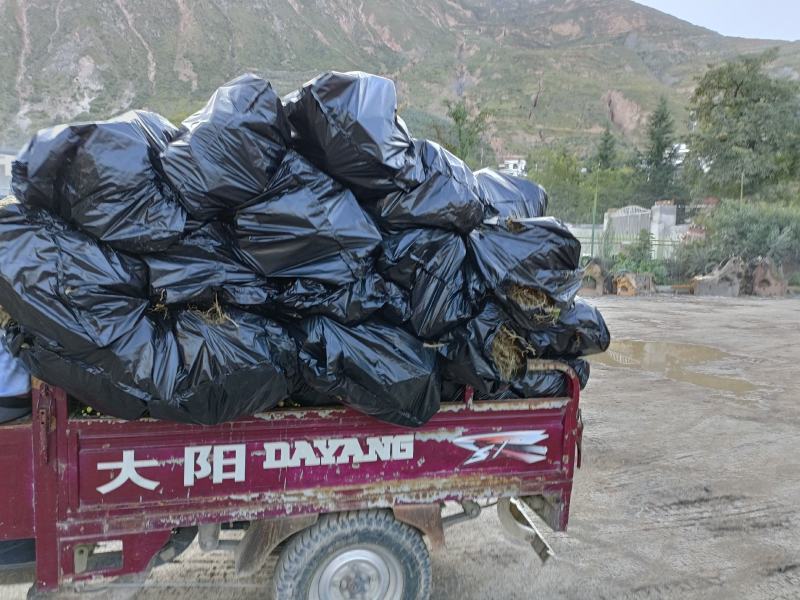供应甘肃省陇南市嫁接无刺大小花椒树苗量大优惠