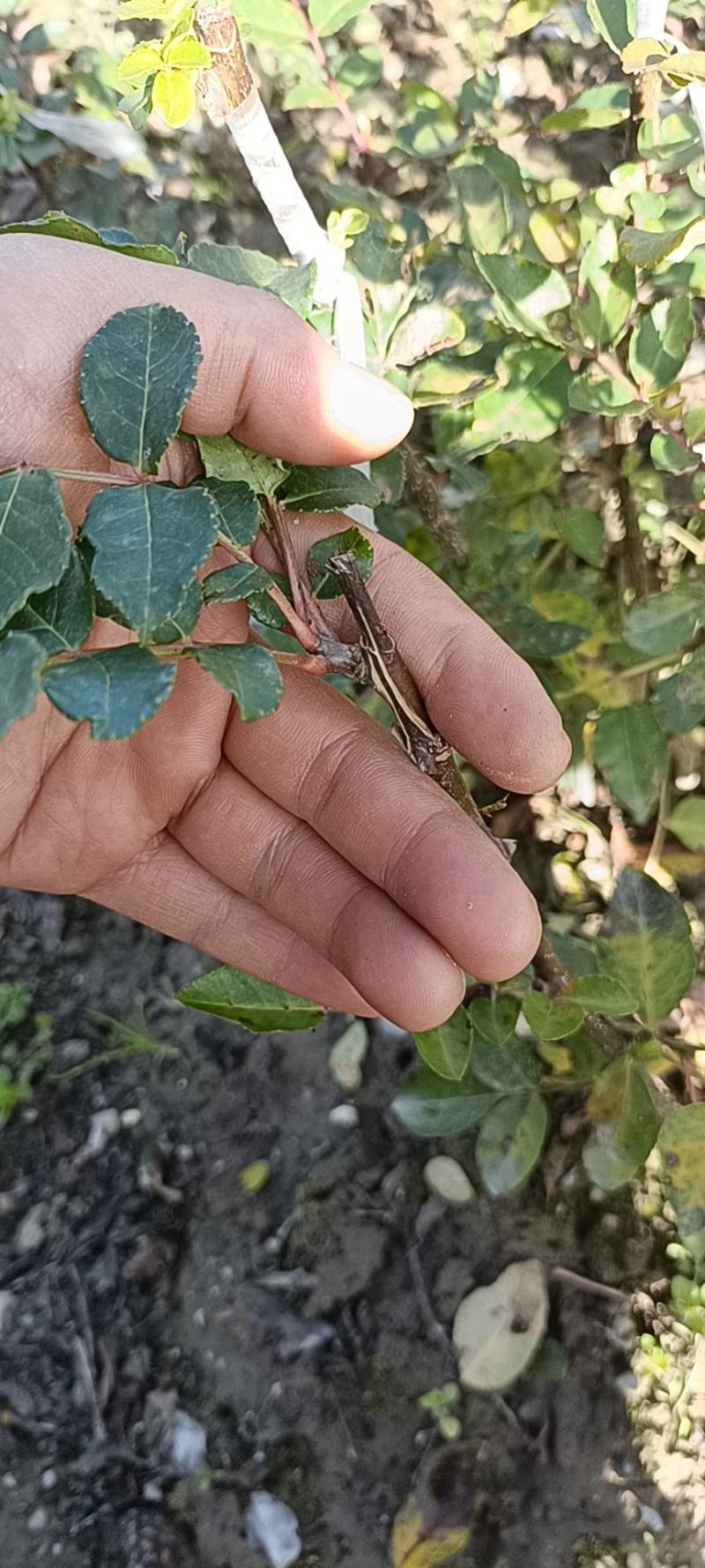 供应甘肃省陇南市嫁接无刺大小花椒树苗量大优惠