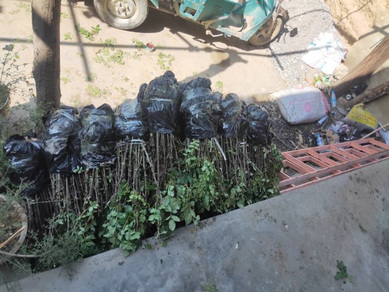 供应甘肃省陇南市嫁接无刺大小花椒树苗量大优惠
