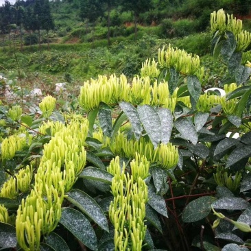 中药材金银花今年大丰收
