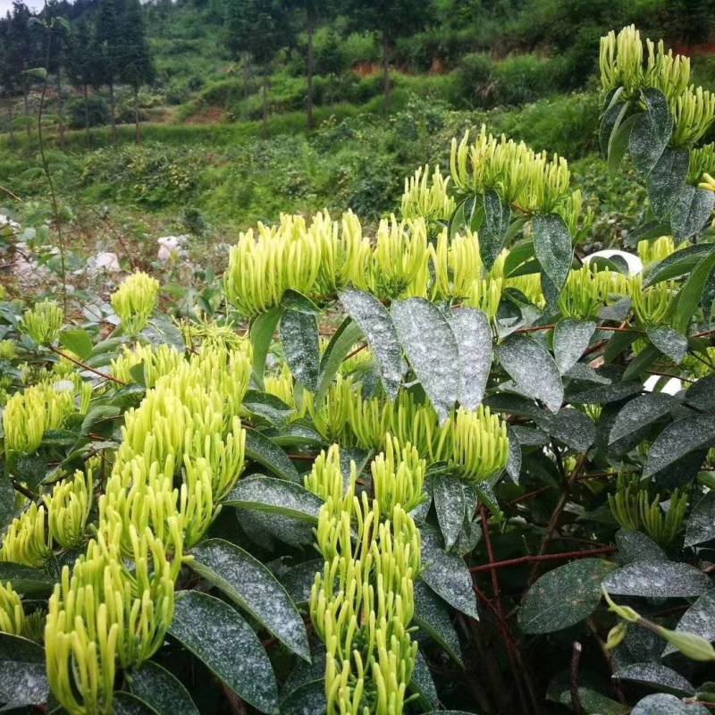 中药材金银花今年大丰收
