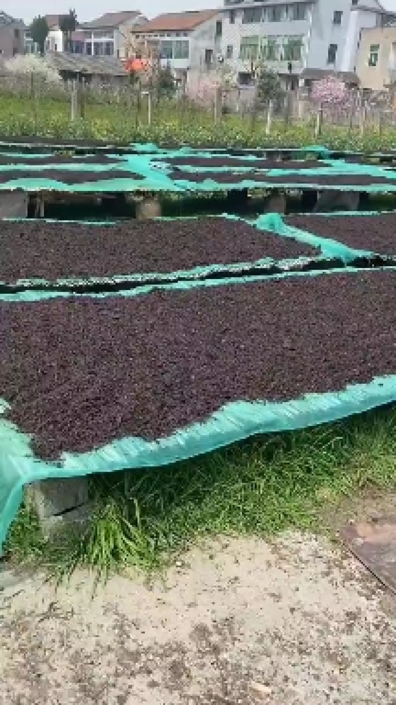 浙江黑梅干菜三蒸三晒，香味浓，大量供应，量大从优欢迎进店