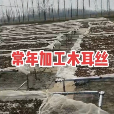 优质木耳丝食用菌干货螺丝粉拉面食堂鸡汤专用