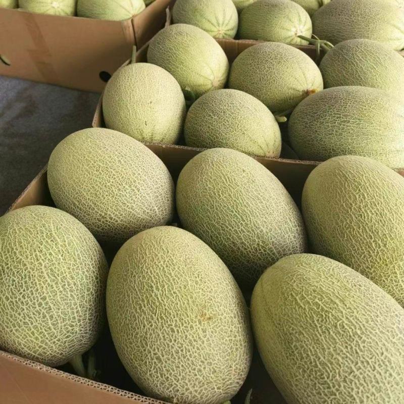吐鲁番哈密瓜(昼夜温差大，糖度高)