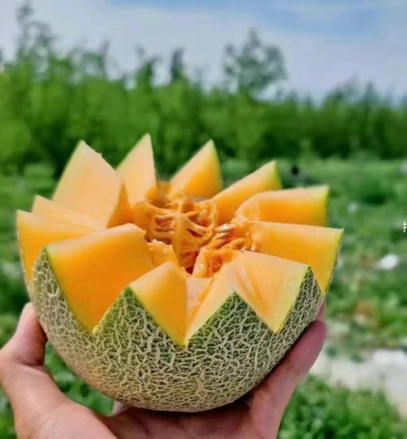 吐鲁番哈密瓜(昼夜温差大，糖度高)