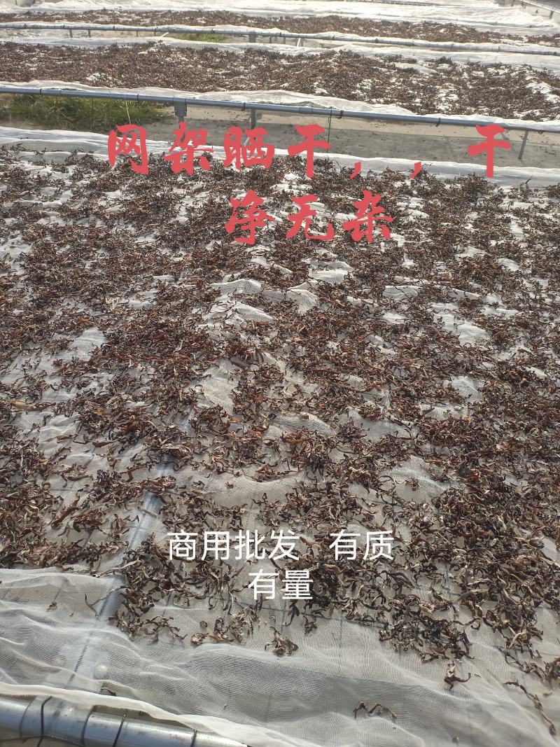 优质木耳丝食用菌干货螺丝粉拉面食堂鸡汤专用