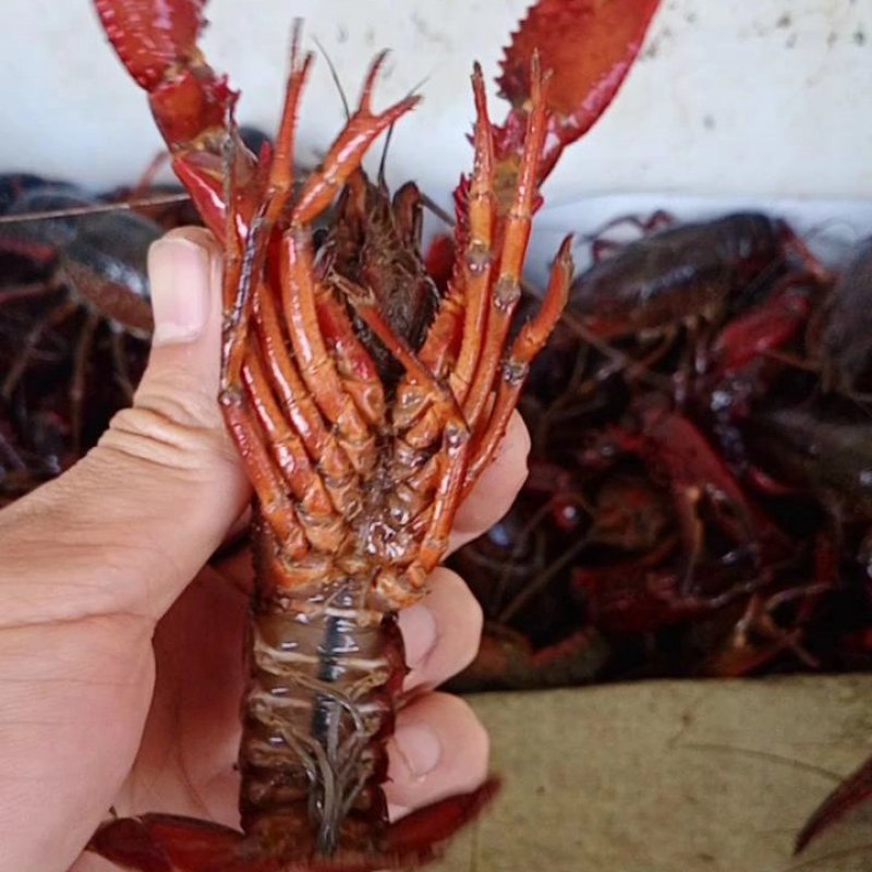 精品小龙虾洪湖小龙虾规格齐全肉质饱满底板干净来电