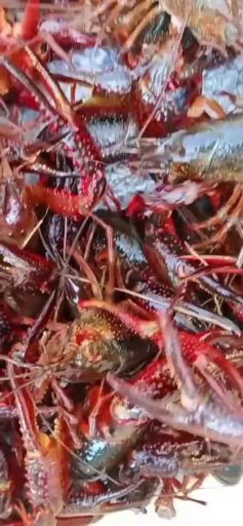 精品小龙虾洪湖小龙虾规格齐全肉质饱满底板干净来电