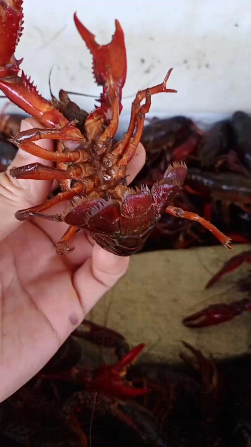 精品小龙虾洪湖小龙虾规格齐全肉质饱满底板干净来电
