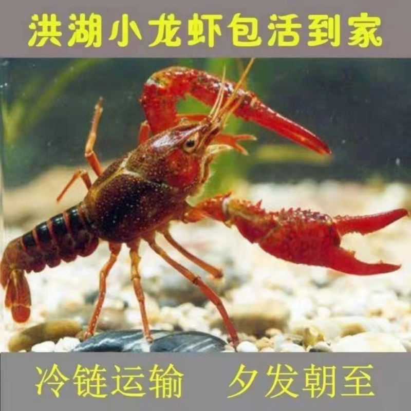 精品小龙虾洪湖小龙虾规格齐全肉质饱满底板干净来电