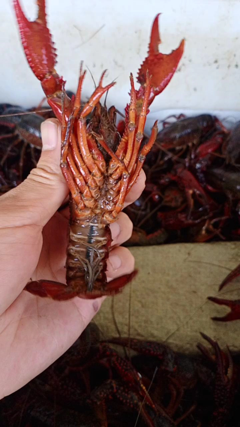 精品小龙虾洪湖小龙虾规格齐全肉质饱满底板干净来电