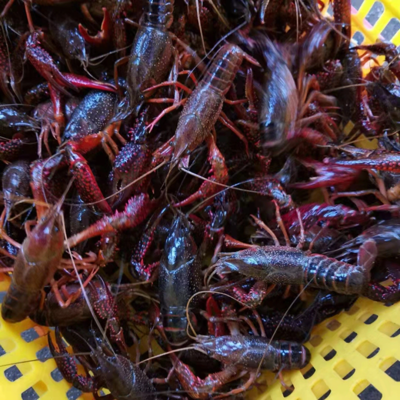 精品小龙虾洪湖小龙虾规格齐全肉质饱满底板干净来电