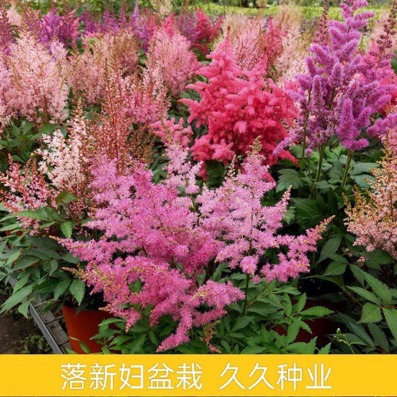 落新妇花卉盆栽花苗庭院植物阳台花园花镜耐阴耐寒