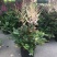 落新妇花卉盆栽花苗庭院植物阳台花园花镜耐阴耐寒