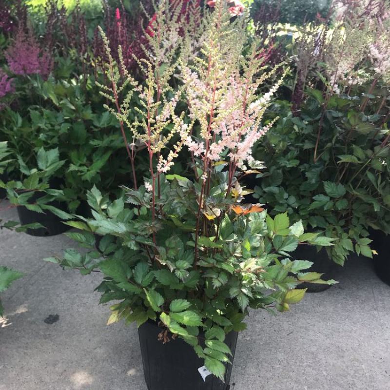 落新妇花卉盆栽花苗庭院植物阳台花园花镜耐阴耐寒