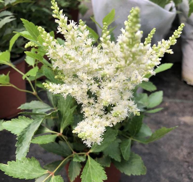 落新妇花卉盆栽花苗庭院植物阳台花园花镜耐阴耐寒
