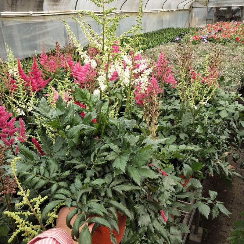 落新妇花卉盆栽花苗庭院植物阳台花园花镜耐阴耐寒