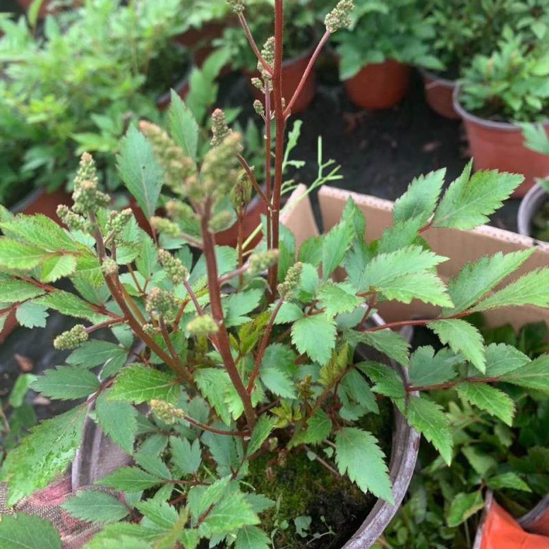 落新妇花卉盆栽花苗庭院植物阳台花园花镜耐阴耐寒