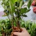 大叶栀子牡丹栀子花山栀子树景观绿化工程花卉植物