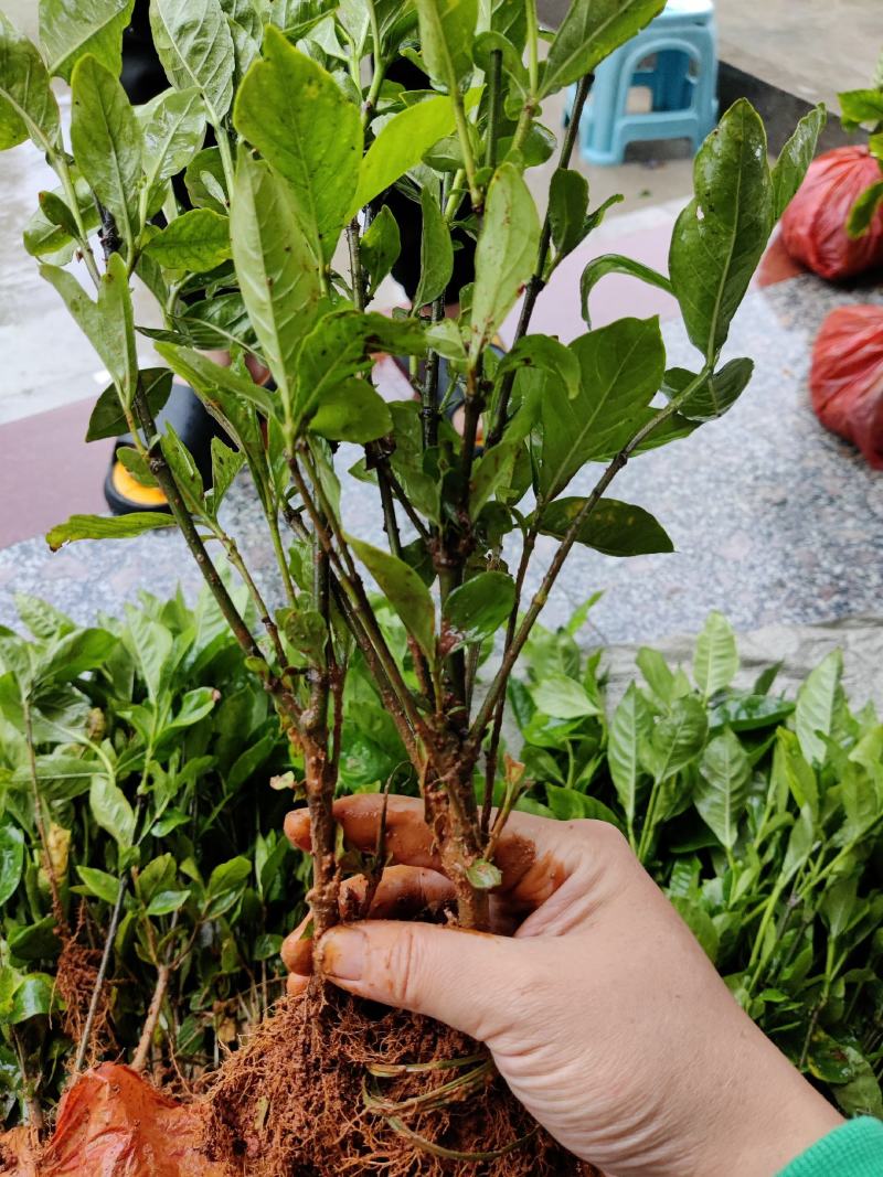 大叶栀子牡丹栀子花山栀子树景观绿化工程花卉植物
