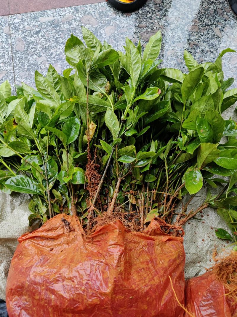 大叶栀子牡丹栀子花山栀子树景观绿化工程花卉植物