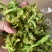 优质脱水花菜干，20斤一件