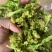 优质脱水花菜干，20斤一件
